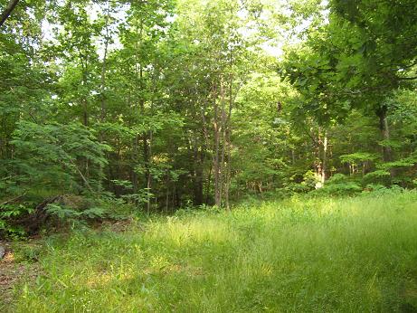 Natural Bridge Land