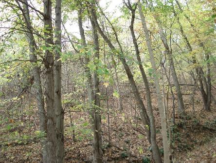 Covington Acreage
