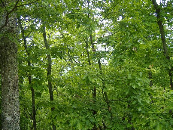 Clearview Estate Lots